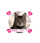 動く猫スタンプ♡日常♡敬語♡変身♡面白（個別スタンプ：9）