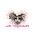 動く猫スタンプ♡日常♡敬語♡変身♡面白（個別スタンプ：11）