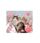 動く猫スタンプ♡日常♡敬語♡変身♡面白（個別スタンプ：12）