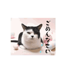 動く猫スタンプ♡日常♡敬語♡変身♡面白（個別スタンプ：13）