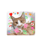 動く猫スタンプ♡日常♡敬語♡変身♡面白（個別スタンプ：14）