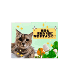 動く猫スタンプ♡日常♡敬語♡変身♡面白（個別スタンプ：15）