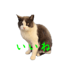 猫のダム②（個別スタンプ：1）
