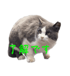 猫のダム②（個別スタンプ：2）