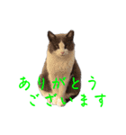猫のダム②（個別スタンプ：4）