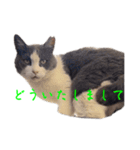 猫のダム②（個別スタンプ：5）