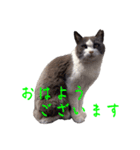 猫のダム②（個別スタンプ：6）