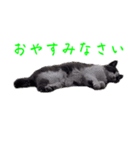 猫のダム②（個別スタンプ：7）