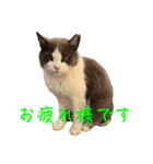 猫のダム②（個別スタンプ：8）