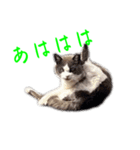 猫のダム②（個別スタンプ：9）