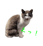 猫のダム②（個別スタンプ：10）