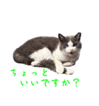 猫のダム②（個別スタンプ：11）