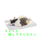 猫のダム②（個別スタンプ：13）