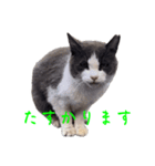 猫のダム②（個別スタンプ：16）