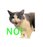 猫のダム②（個別スタンプ：18）