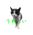 猫のダム②（個別スタンプ：19）