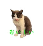 猫のダム②（個別スタンプ：20）