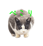 猫のダム②（個別スタンプ：22）