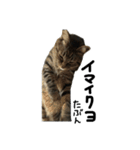 つくね？（個別スタンプ：7）