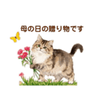 母の日に花を贈るねこ♡感謝カーネーション（個別スタンプ：8）