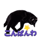 黒猫の福ちゃんです（個別スタンプ：1）