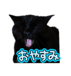 黒猫の福ちゃんです（個別スタンプ：2）