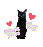 黒猫の福ちゃんです（個別スタンプ：3）
