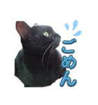 黒猫の福ちゃんです（個別スタンプ：4）