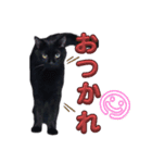 黒猫の福ちゃんです（個別スタンプ：8）