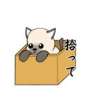 シャム猫の恋人（個別スタンプ：21）