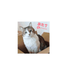 Cat☆Cat♡（個別スタンプ：1）