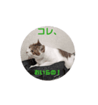 Cat☆Cat♡（個別スタンプ：3）