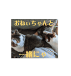 Cat☆Cat♡（個別スタンプ：4）