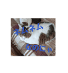Cat☆Cat♡（個別スタンプ：5）