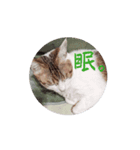 Cat☆Cat♡（個別スタンプ：6）