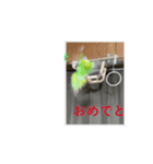 ぴよまる一家スタンプ（個別スタンプ：11）