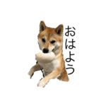 柴犬りき16  2（個別スタンプ：1）