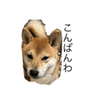 柴犬りき16  2（個別スタンプ：2）