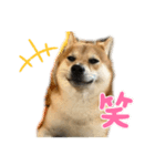 柴犬りき16  2（個別スタンプ：5）