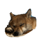 柴犬りき16  2（個別スタンプ：8）