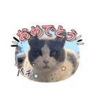 猫のダム①（個別スタンプ：1）