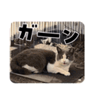 猫のダム①（個別スタンプ：2）