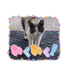 猫のダム①（個別スタンプ：3）
