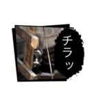 猫のダム①（個別スタンプ：4）
