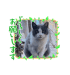 猫のダム①（個別スタンプ：6）