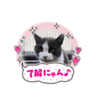 猫のダム①（個別スタンプ：9）