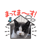 猫のダム①（個別スタンプ：11）