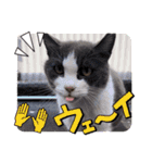 猫のダム①（個別スタンプ：15）