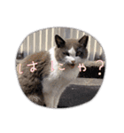 猫のダム①（個別スタンプ：16）