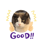 猫のダム①（個別スタンプ：19）